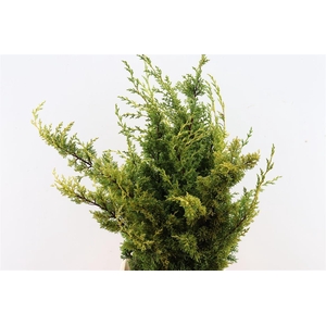 Juniperus Yellow