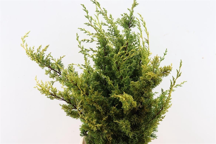 Juniperus Yellow