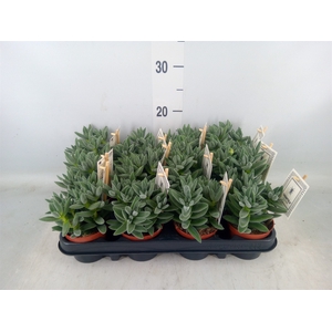 Crassula  'Tarantula'