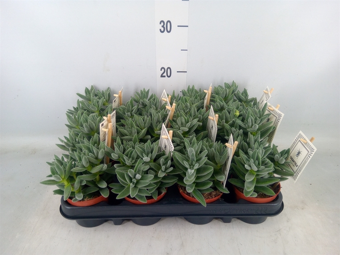 <h4>Crassula  'Tarantula'</h4>