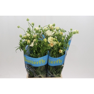 Ranunculus Butterfly Keramos