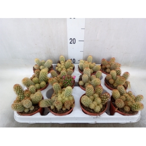 Mammillaria elongata