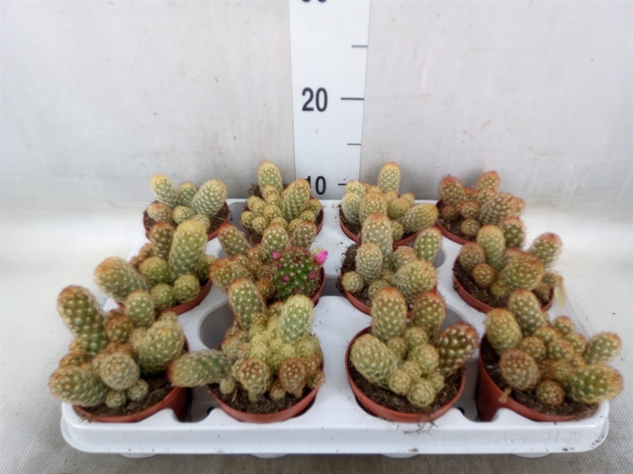 <h4>Mammillaria elongata</h4>