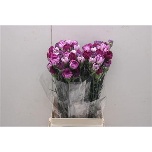 Di St Rainbow Mix Purple