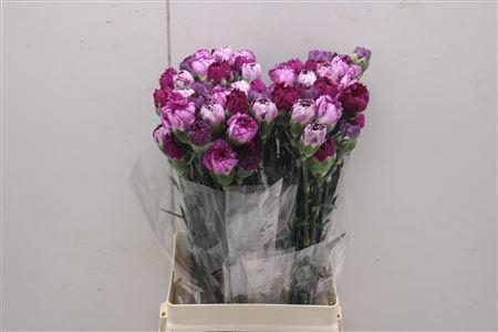 <h4>Di St Rainbow Mix Purple</h4>