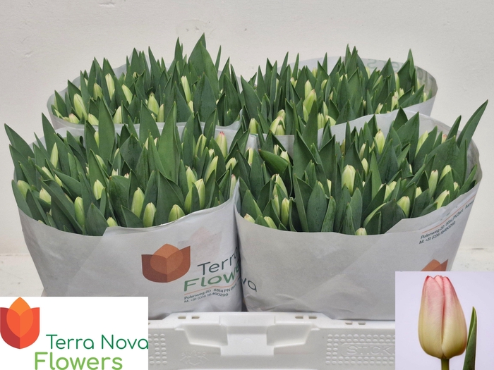 <h4>TU EN SUPERMODEL</h4>