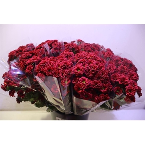 Chr S Melissa Red X5