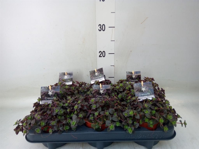 <h4>Crassula marginalis</h4>