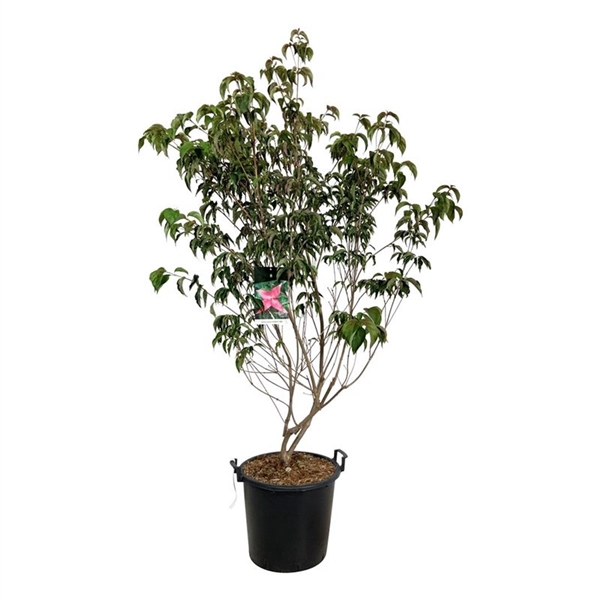 <h4>Cornus kousa 'Scarlet Fire' ®</h4>