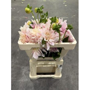 Dahlia Cafe Au Lait