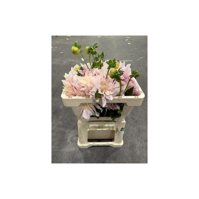 <h4>Dahlia Cafe Au Lait</h4>