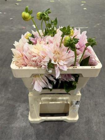 <h4>Dahlia Cafe Au Lait</h4>