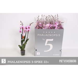 PHAL OV ROZE