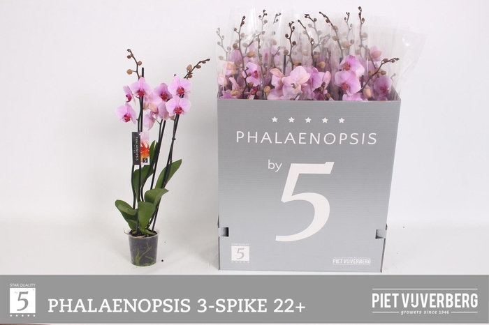 <h4>PHAL OV ROZE</h4>