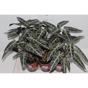 ALOCASIA PICOLLINI P12