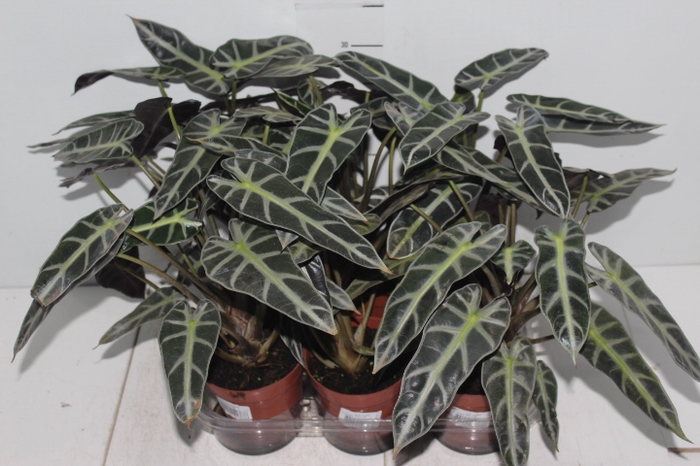 ALOCASIA PICOLLINI P12