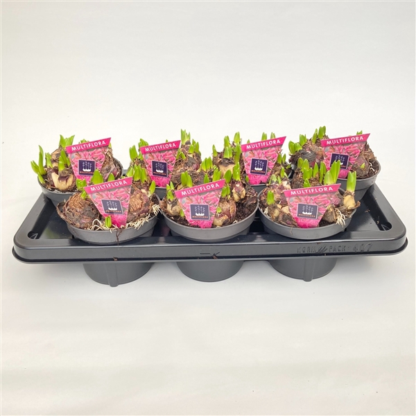 <h4>14 cm ROZE Hyacint Multiflora</h4>