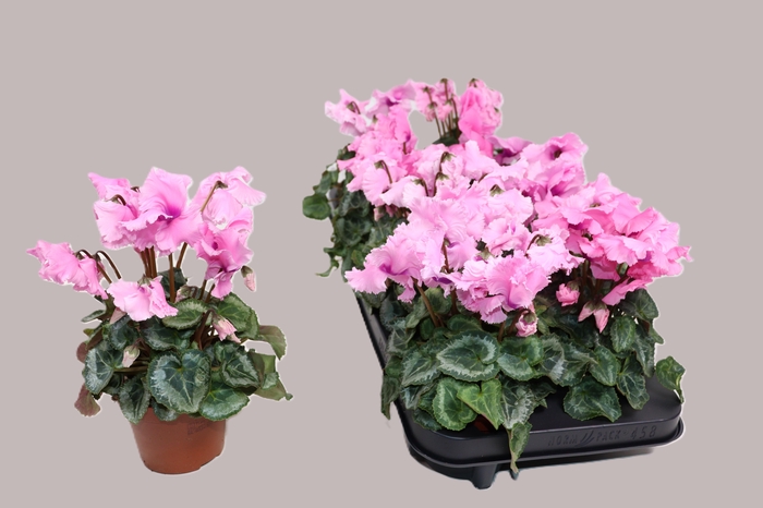 <h4>CYCL GR FALBALA</h4>