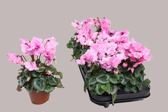 <h4>CYCL GR FALBALA</h4>