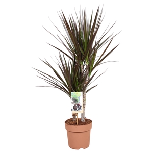 Dracaena marg. 'Magenta'