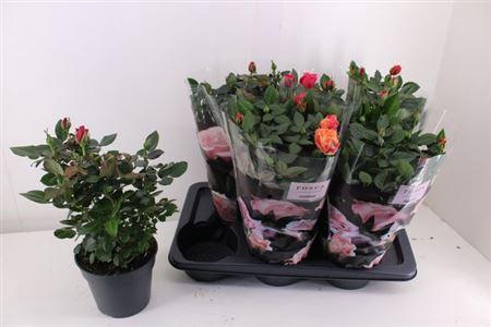 <h4>Ro Palace Gem 3 Srt</h4>