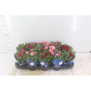 DIANTHUS DOBRADO P11
