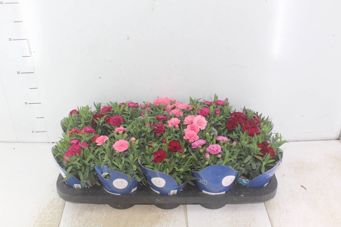 <h4>DIANTHUS DOBRADO P11</h4>