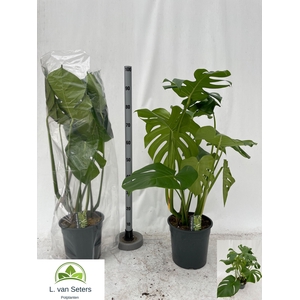 MONSTERA DELICIOSA