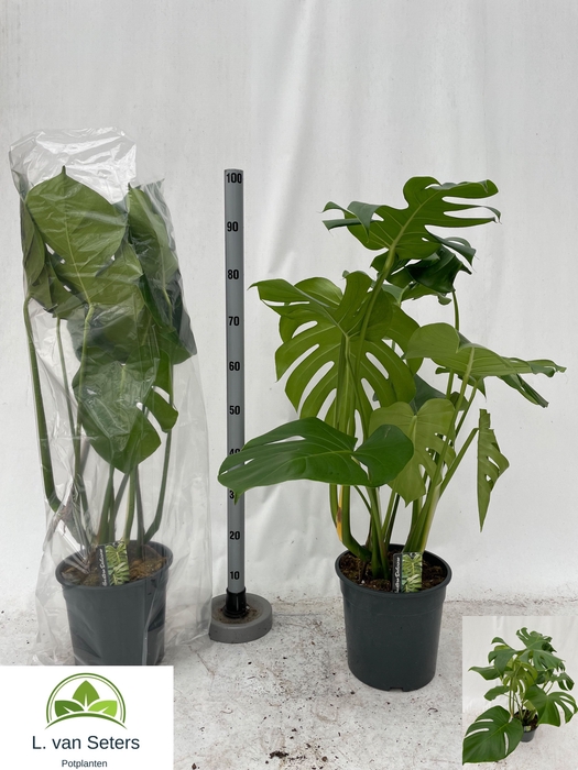 <h4>MONSTERA DELICIOSA</h4>