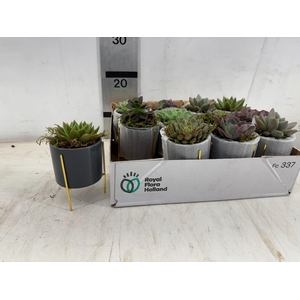 ARR SUCCULENTEN