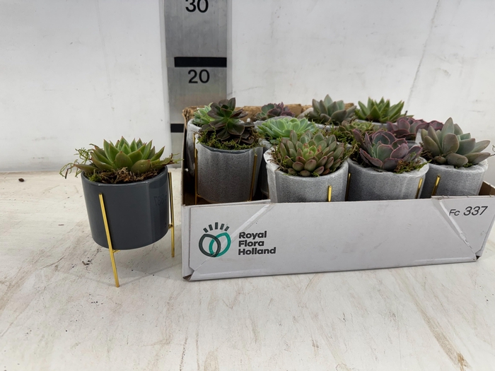 <h4>ARR SUCCULENTEN</h4>