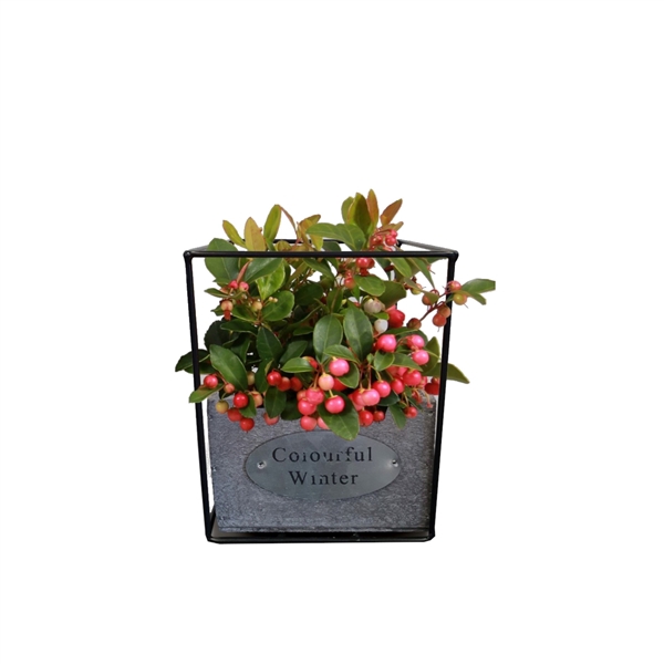 <h4>Gaultheria Big Berry, P10,5 in vierkant zink/houten bakje</h4>