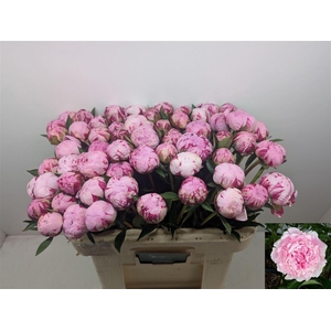 Paeo L Sara Bernhard