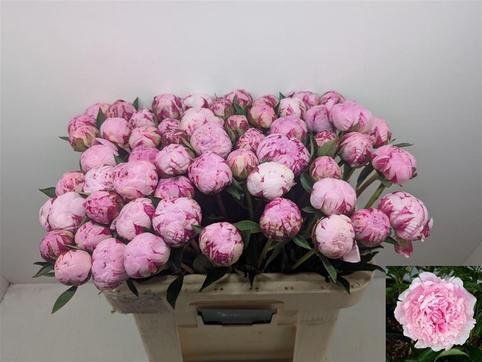 <h4>Paeo L Sara Bernhard</h4>