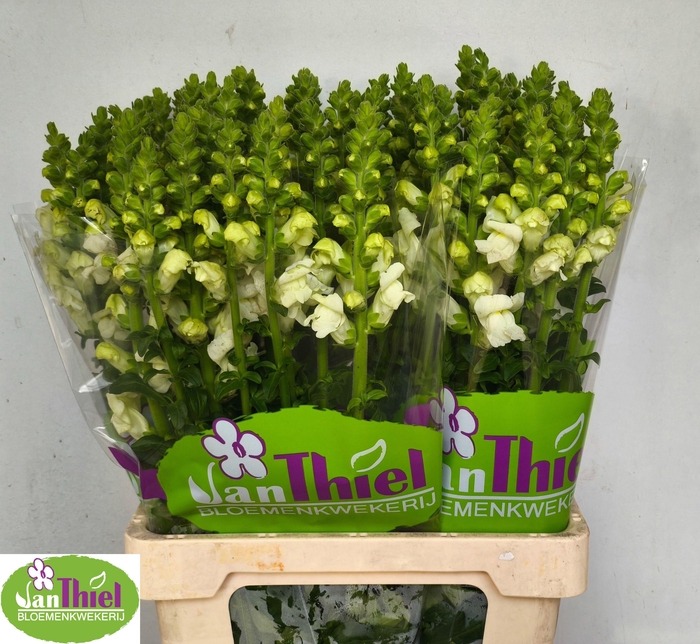 <h4>ANTIR AVIGNON WH IMP</h4>