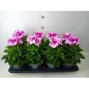 Pelargonium gran.   ..