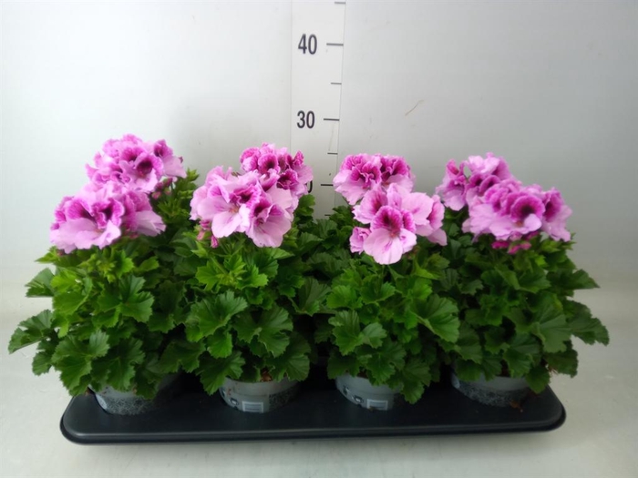 <h4>Pelargonium gran. ..</h4>