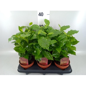 Coffea arabica