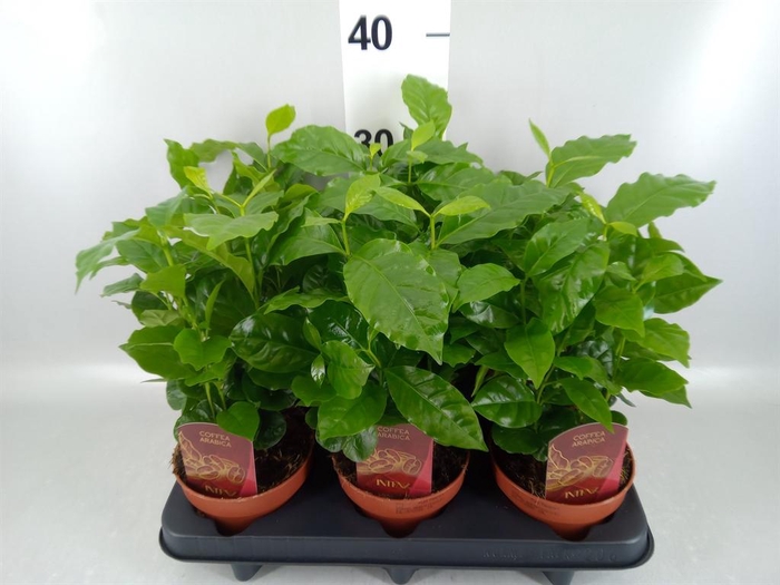 <h4>Coffea arabica</h4>