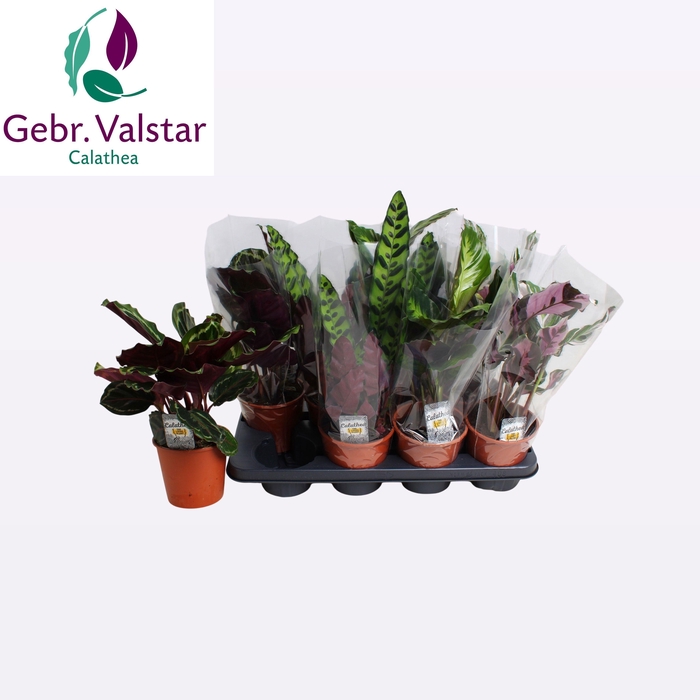 <h4>CALAT GEM 4 SRT</h4>