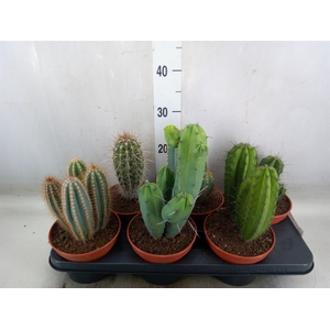 Cactus   ...