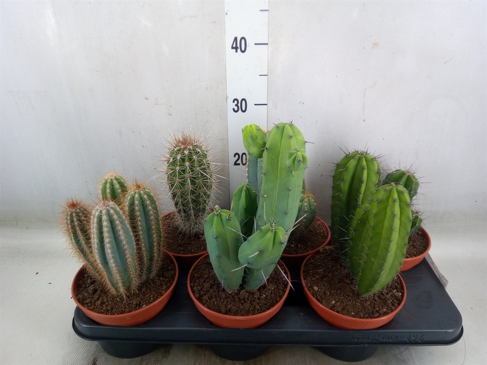 <h4>Cactus   ...</h4>