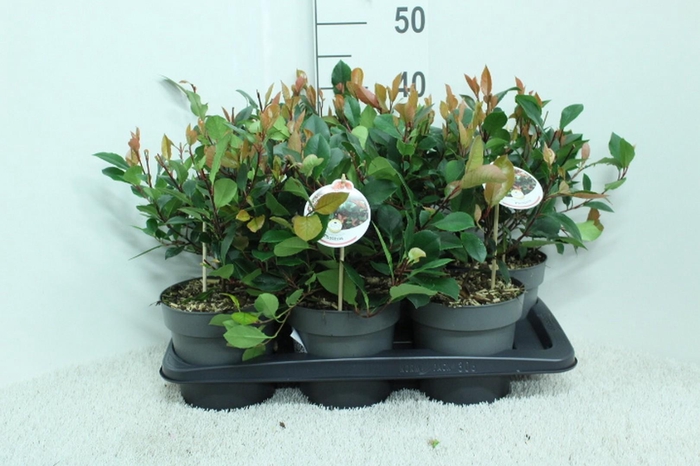 <h4>Photinia x fraseri 'Little Red Robin' P17 potgekweekt</h4>