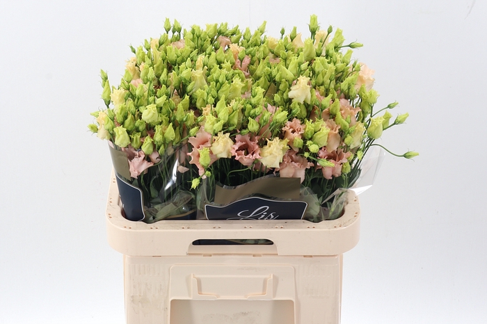 <h4>Eus E Falda Apricot</h4>