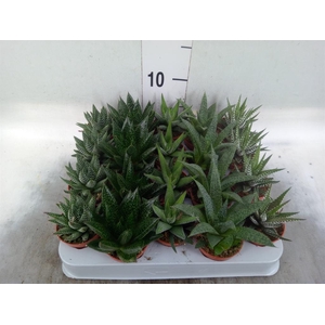 Aloe   ...mix