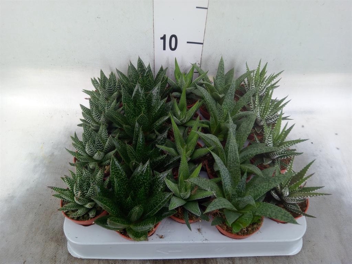 <h4>Aloe   ...mix</h4>
