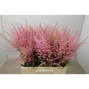 Astilbe Ar Erika