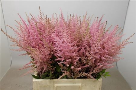 Astilbe Ar Erika