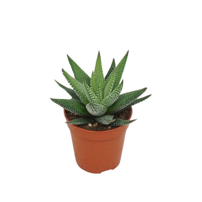<h4>Haworthia Concolor</h4>