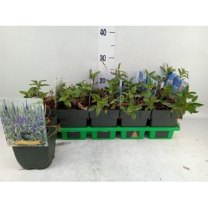 Veronica spicata 'Anniversary Blue'